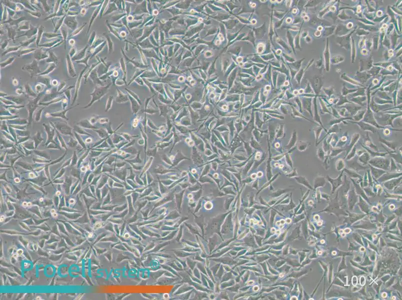 PC-3-RFP Cell Complete Medium - small - 5