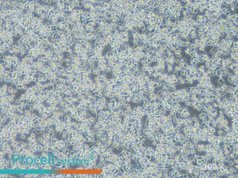 BV2-EGFP Cell Complete Medium - 2