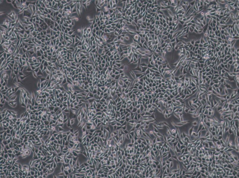 L-WRN Cell Complete MediumL-WRN Cell Complete Medium - 2