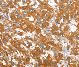 WNT3A Polyclonal Antibody - 2