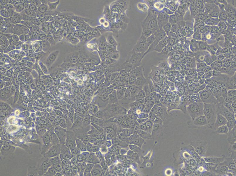 HPAC Cell Complete Medium - small - 5