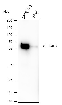 Recombinant RAG2 Monoclonal Antibody-searchlist-1