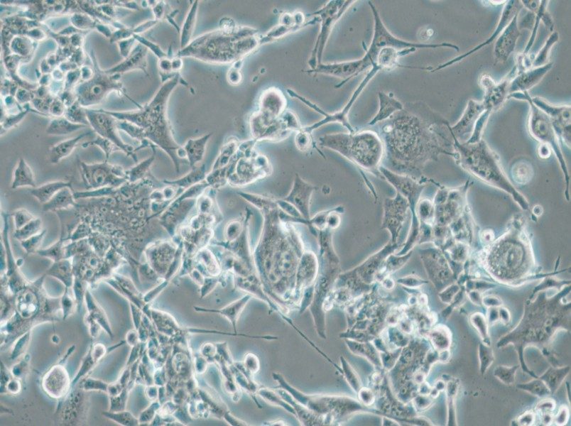 E0771 Cell Complete Medium - small - 4