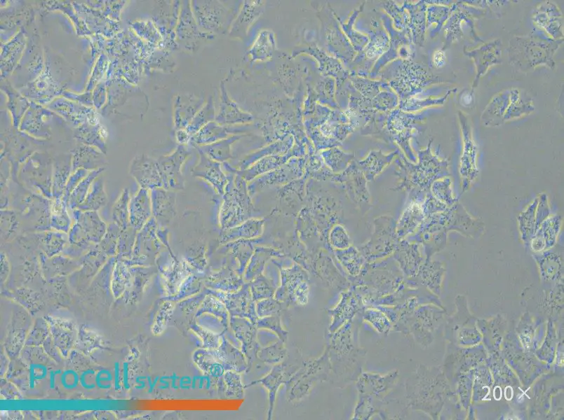 Hep 3B2.1-7 Cell Complete Medium - small - 6