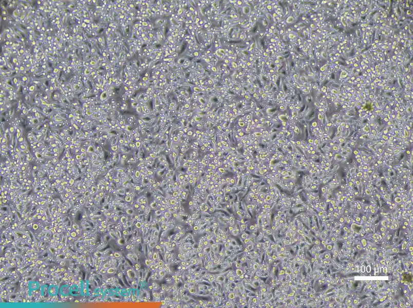 Mouse Mature Bone Marrow-Derived Dendritic Cell Complete Medium - 1