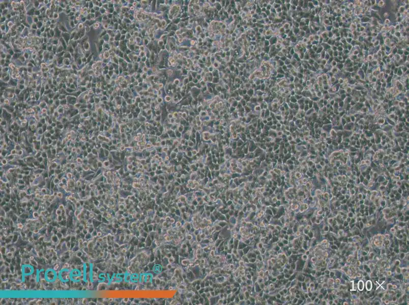 KPL-4 Cell Complete MediumKPL-4 Cell Complete Medium - 3