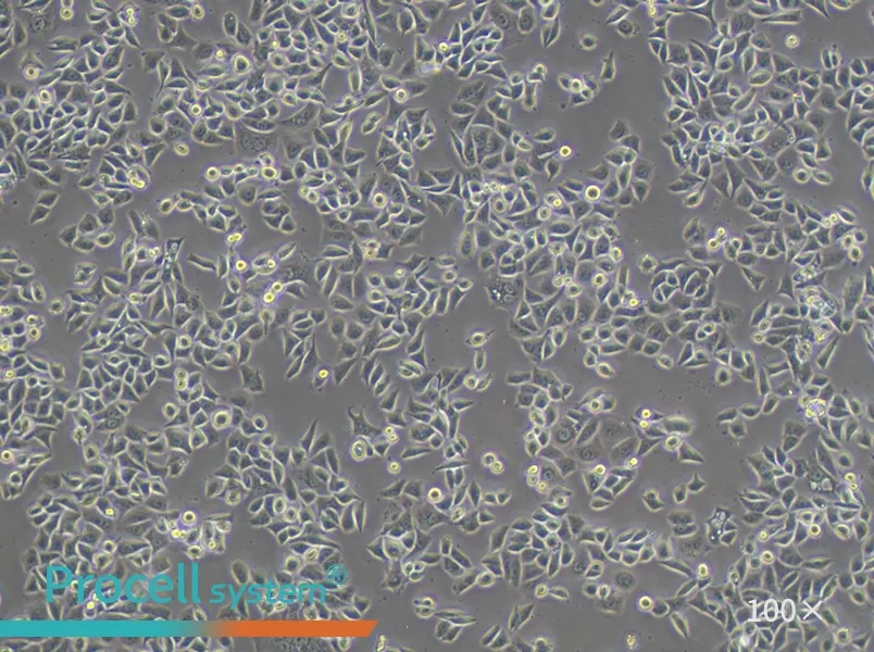 AGS Cell Complete Medium - 2