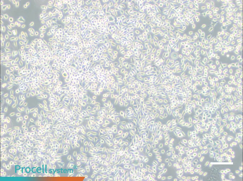 A9 Cell Complete Medium - 2