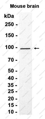 Recombinant VAV3 Monoclonal Antibody - 1