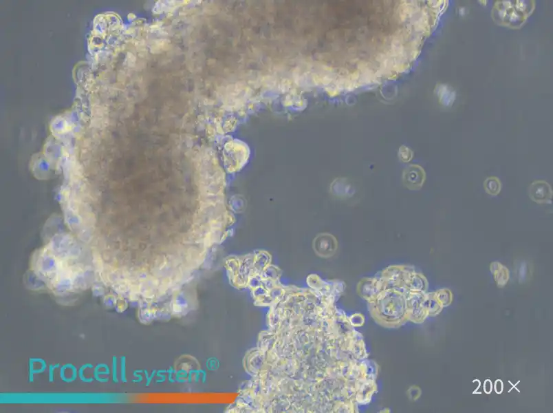 AtT-20 Cell Complete Medium - small - 4