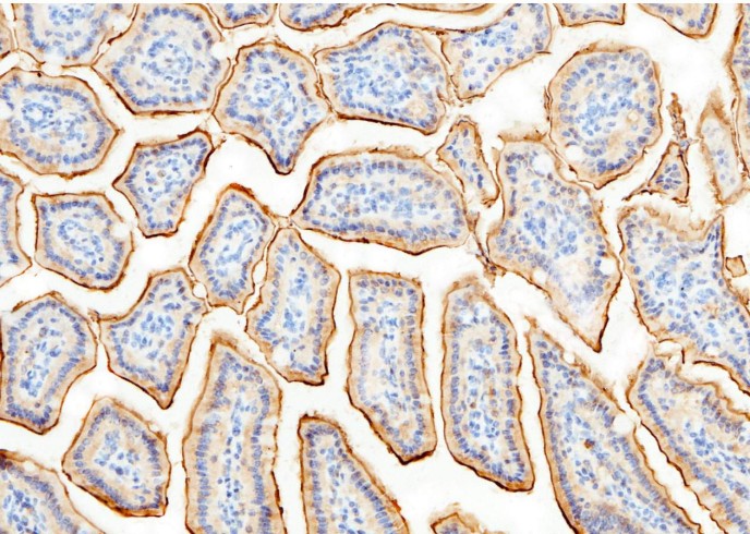 Recombinant CD13/ANPEP Monoclonal Antibody - small - 2