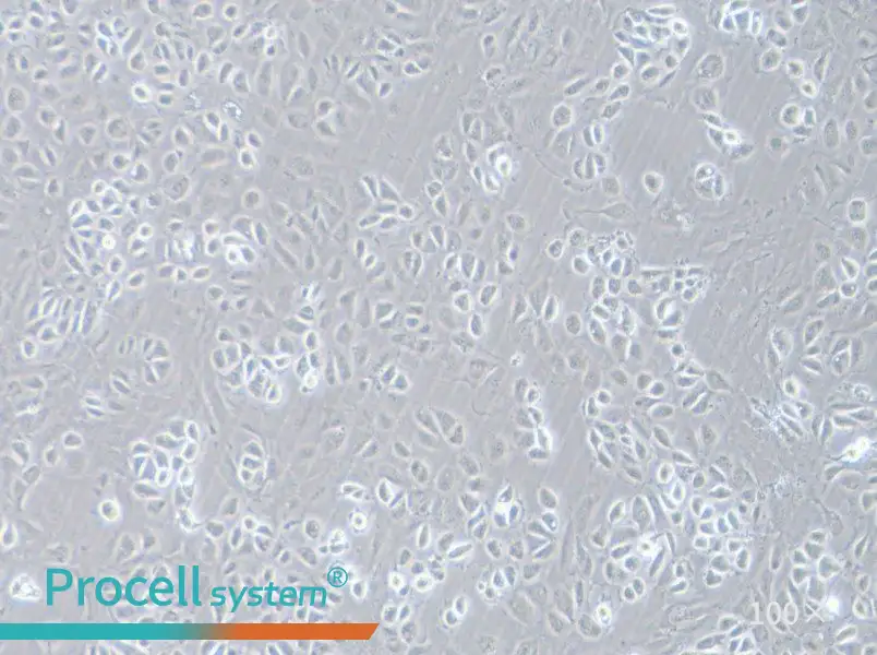 C166 Cell Complete MediumC166 Cell Complete Medium - 2