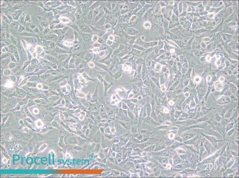SV40 MES 13 Cell Complete Medium - 6