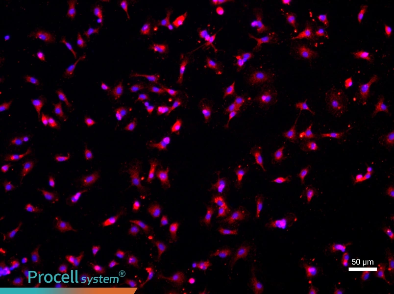 Rat Microglia Cell Complete Medium - 1