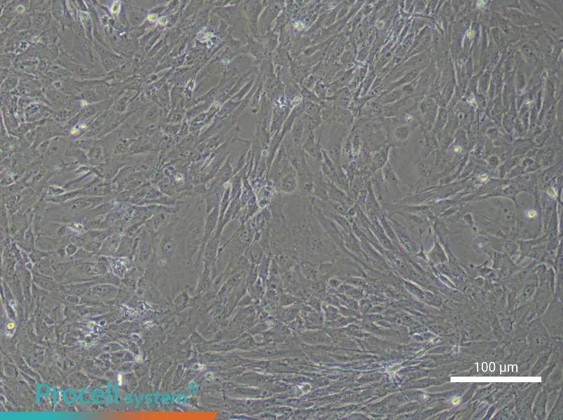 Mouse Colonic Smooth Muscle Cell Complete Medium - 3