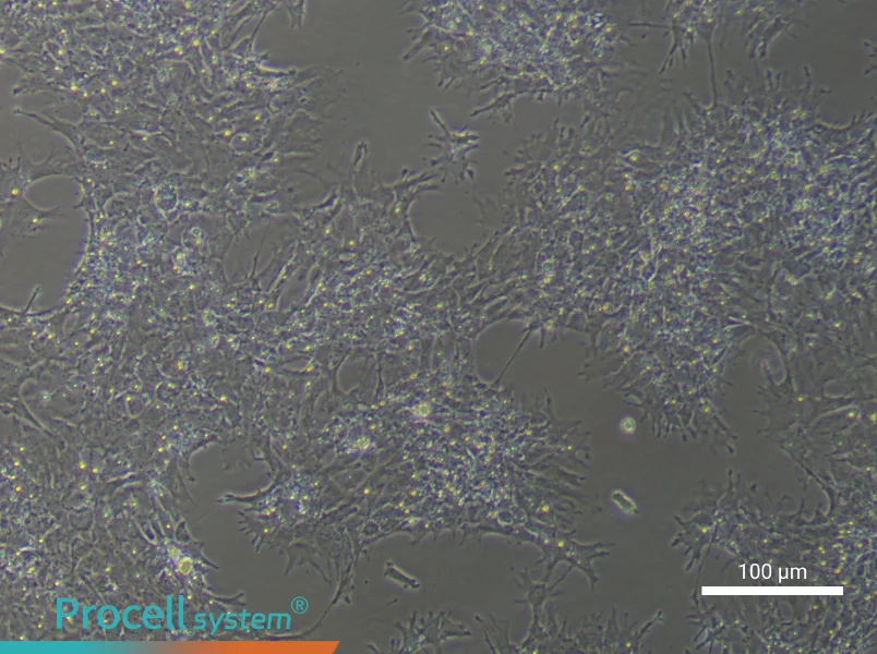 Chicken Follicle Granulosa Cell Complete Medium - 1