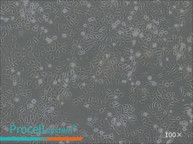 NP69SV40T Cell Complete Medium - 3