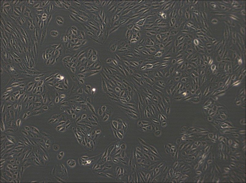 ARPE-19 Cell Complete Medium - small - 3
