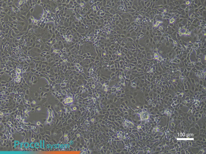 Rat Coronary Artery Endothelial Cell Complete MediumRat Coronary Artery Endothelial Cell Complete Medium - 3