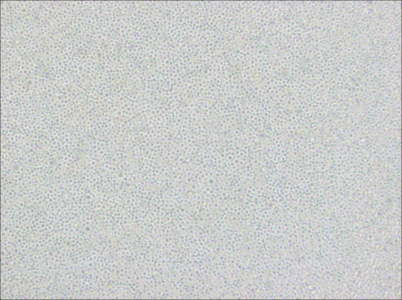 Ramos [RA 1] Cell Complete Medium - small - 2
