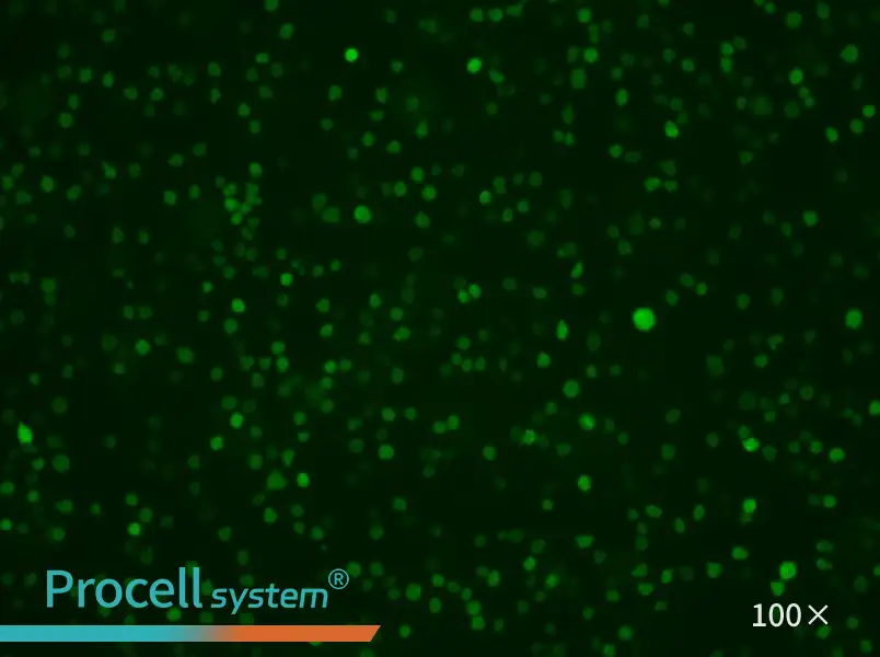 U-937-GFPU-937-GFP - 3