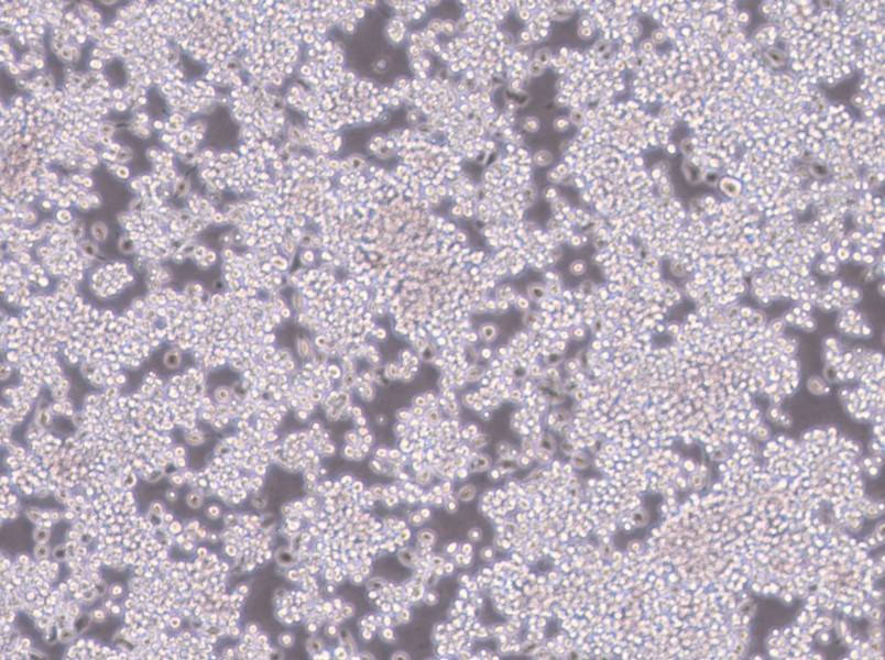 Y3-Ag 1.2.3 Cell Complete Medium-searchlist-1