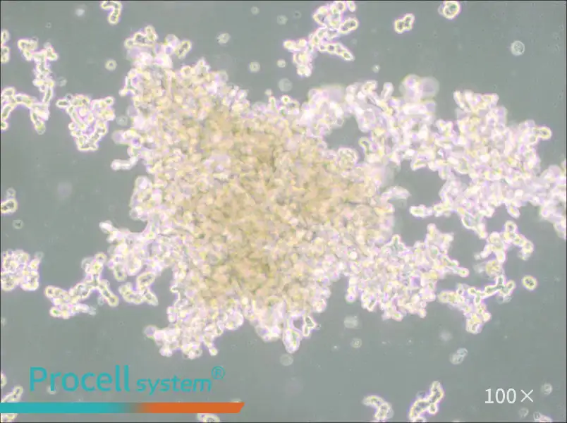 DU4475 Cell Complete Medium - 2