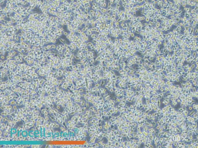 BV2-EGFP Cell Complete Medium - 3