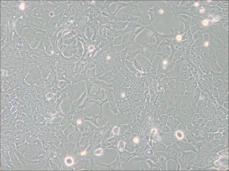 TE-10 Cell Complete Medium - small - 6