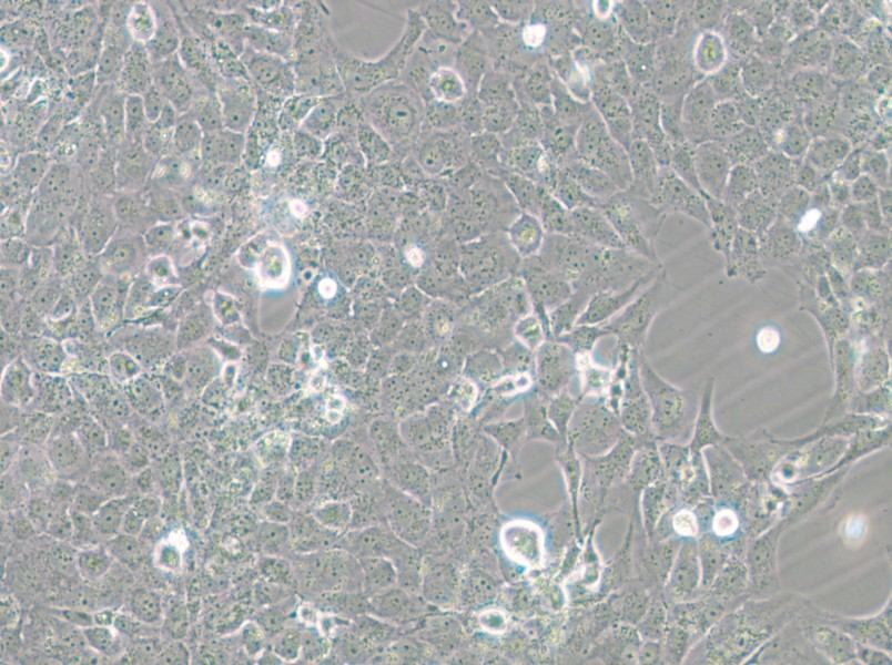 MH7A Cell Complete Medium - small - 6