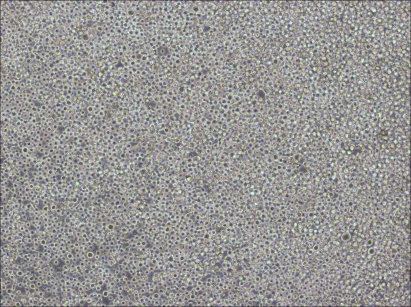 Pfeiffer Cell Complete Medium - 1