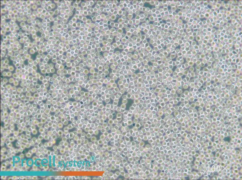 HAL-01 Cell Complete Medium - 1