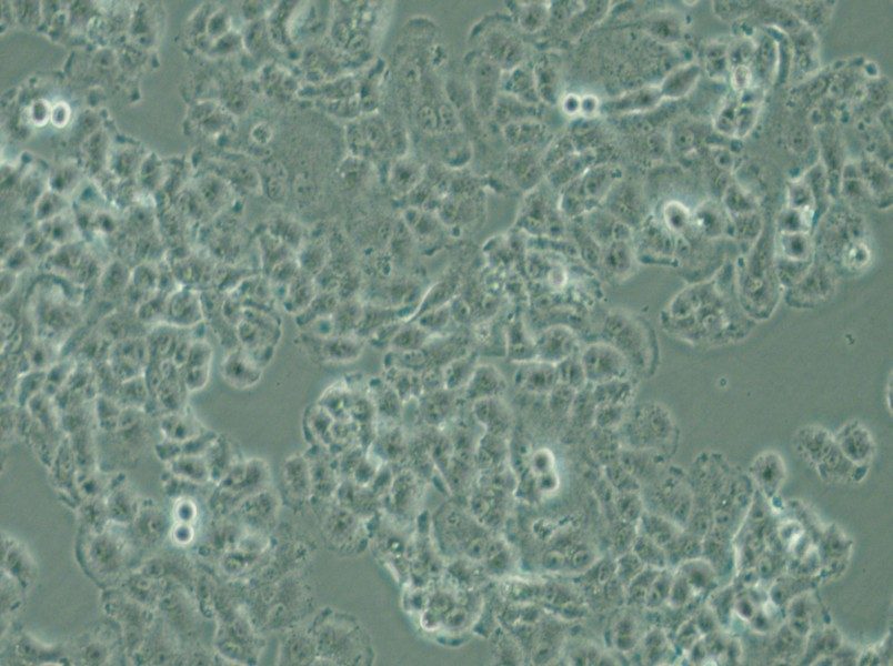 QGP-1 Cell Complete Medium - small - 5