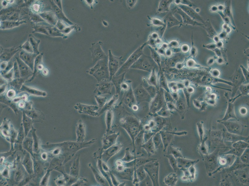 SF-295 Cell Complete Medium - small - 4