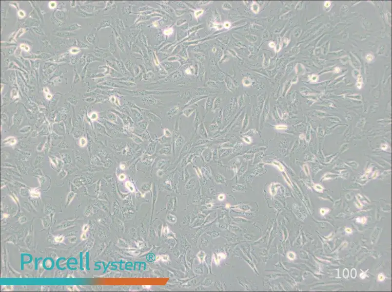 786-O [786-0] Cell Complete Medium - 3