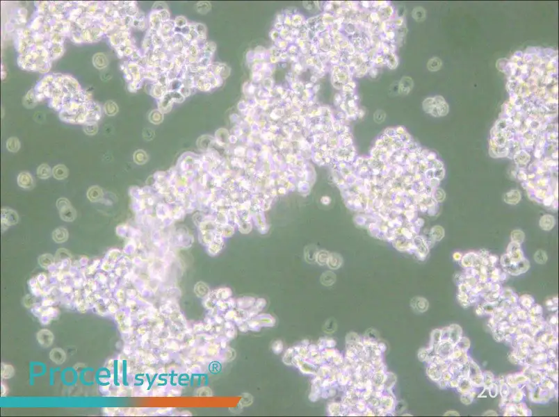NCI-H69 Cell Complete Medium - small - 4