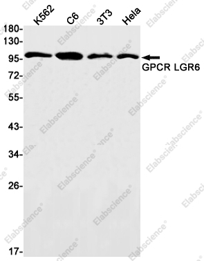 Recombinant GPCR LGR6 Monoclonal Antibody - 1