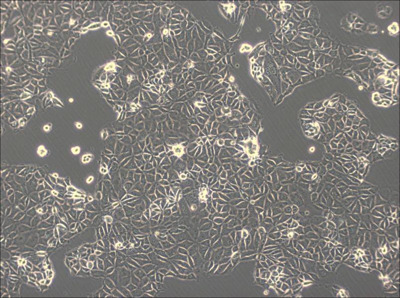 CMT93 Cell Complete Medium - 3