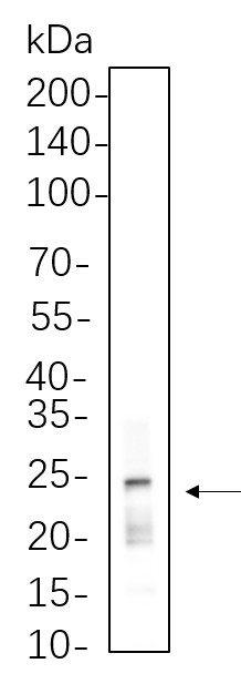 Recombinant Rab11 Monoclonal Antibody-searchlist-1