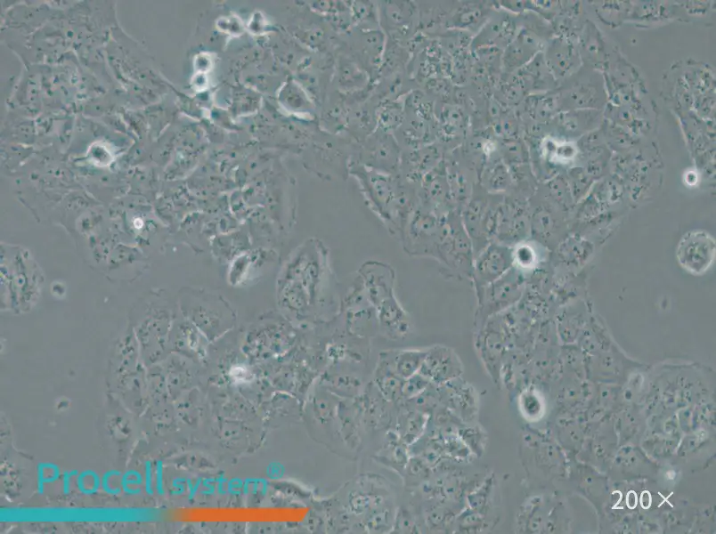 OVCAR-8 Cell Complete Medium - small - 5