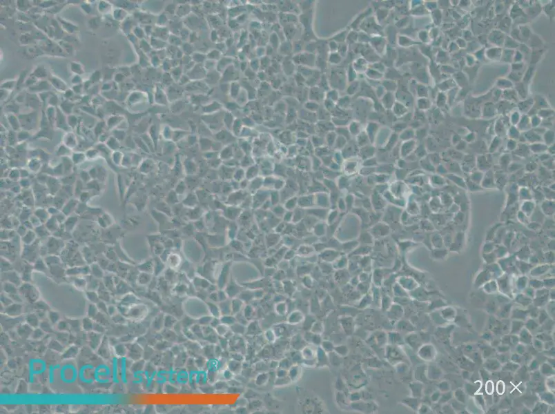 RPMI-2650 Cell Complete Medium - 6