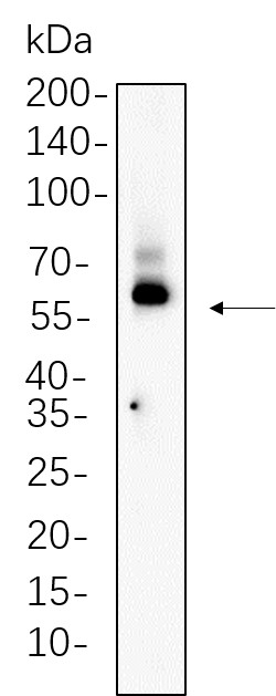 Recombinant TCF7 Monoclonal Antibody-searchlist-1
