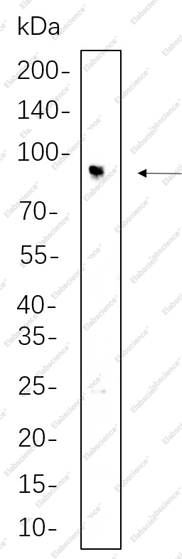 Recombinant IFT88 Monoclonal Antibody - 1