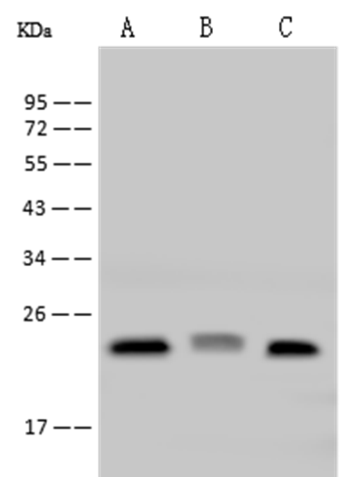 IL-33 Monoclonal Antibody