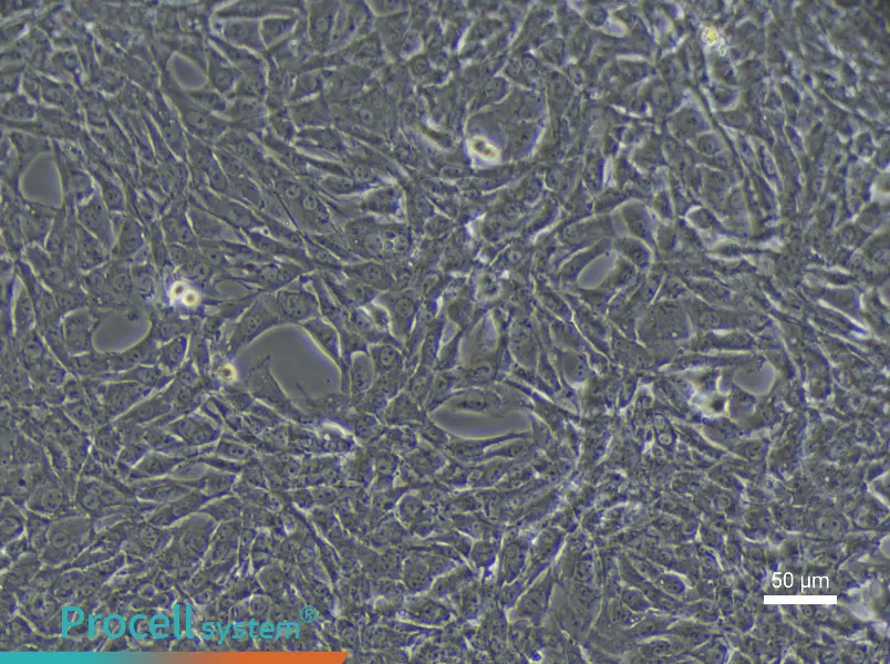 Rat Coronary Artery Smooth Muscle Cell Complete Medium - 4