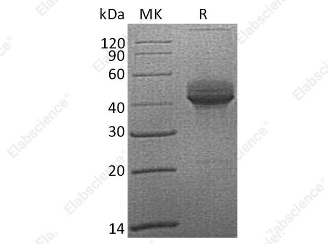 Recombinant Cynomolgus CD3e/CD3ε Protein (Fc Tag) - 1