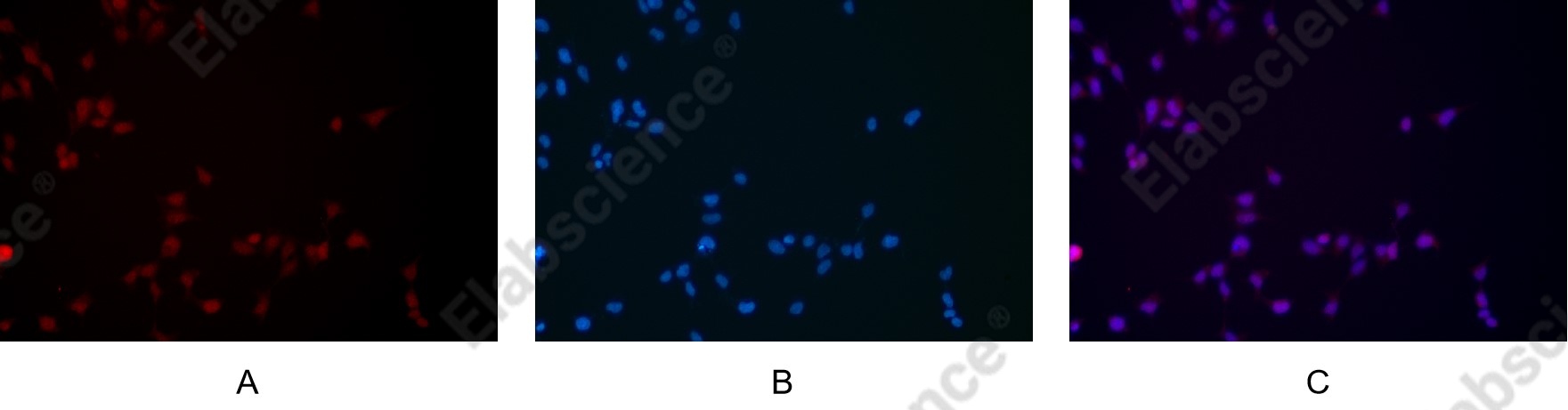 Recombinant NQO1 Monoclonal Antibody - 5
