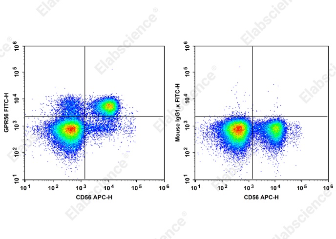 FITC Anti-Human GPR56 Antibody[CG4] - 1