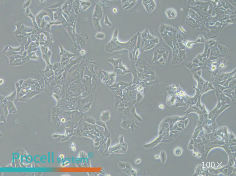 HCC2935 Cell Complete Medium - 1