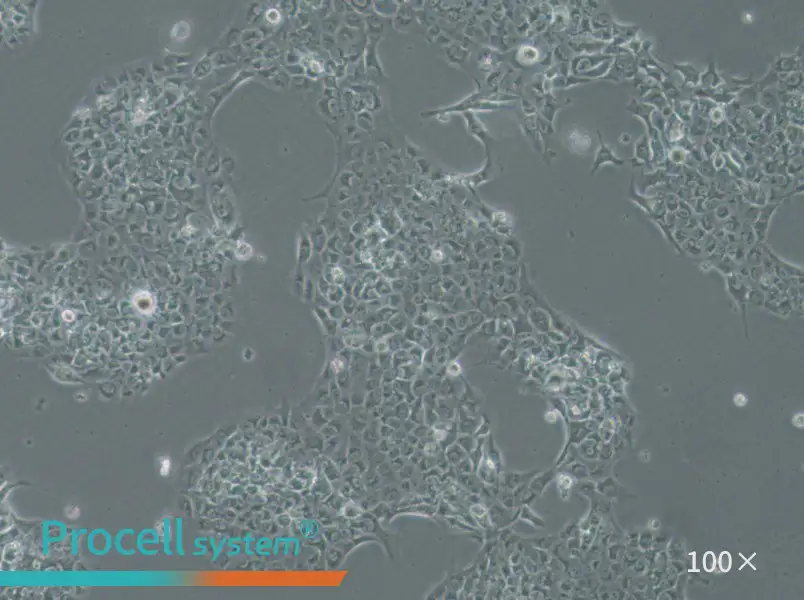 SAS Cell Complete Medium - 1